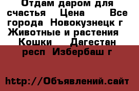 Отдам даром для счастья. › Цена ­ 1 - Все города, Новокузнецк г. Животные и растения » Кошки   . Дагестан респ.,Избербаш г.